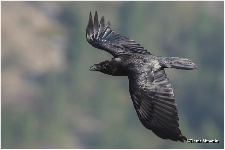 Grand corbeau en vol - Vercors